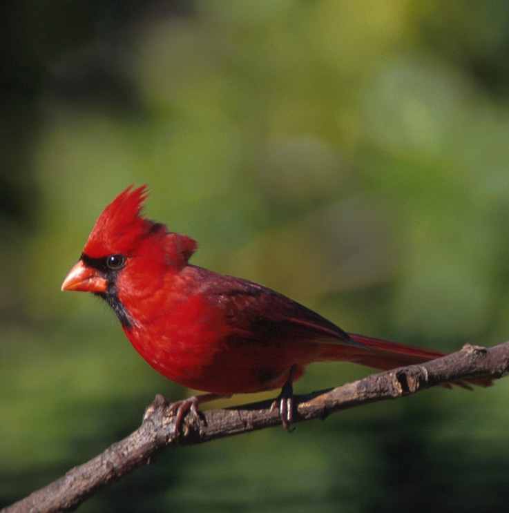 Cardinal or Redbird Bermuda Aquarium, Museum & Zoo